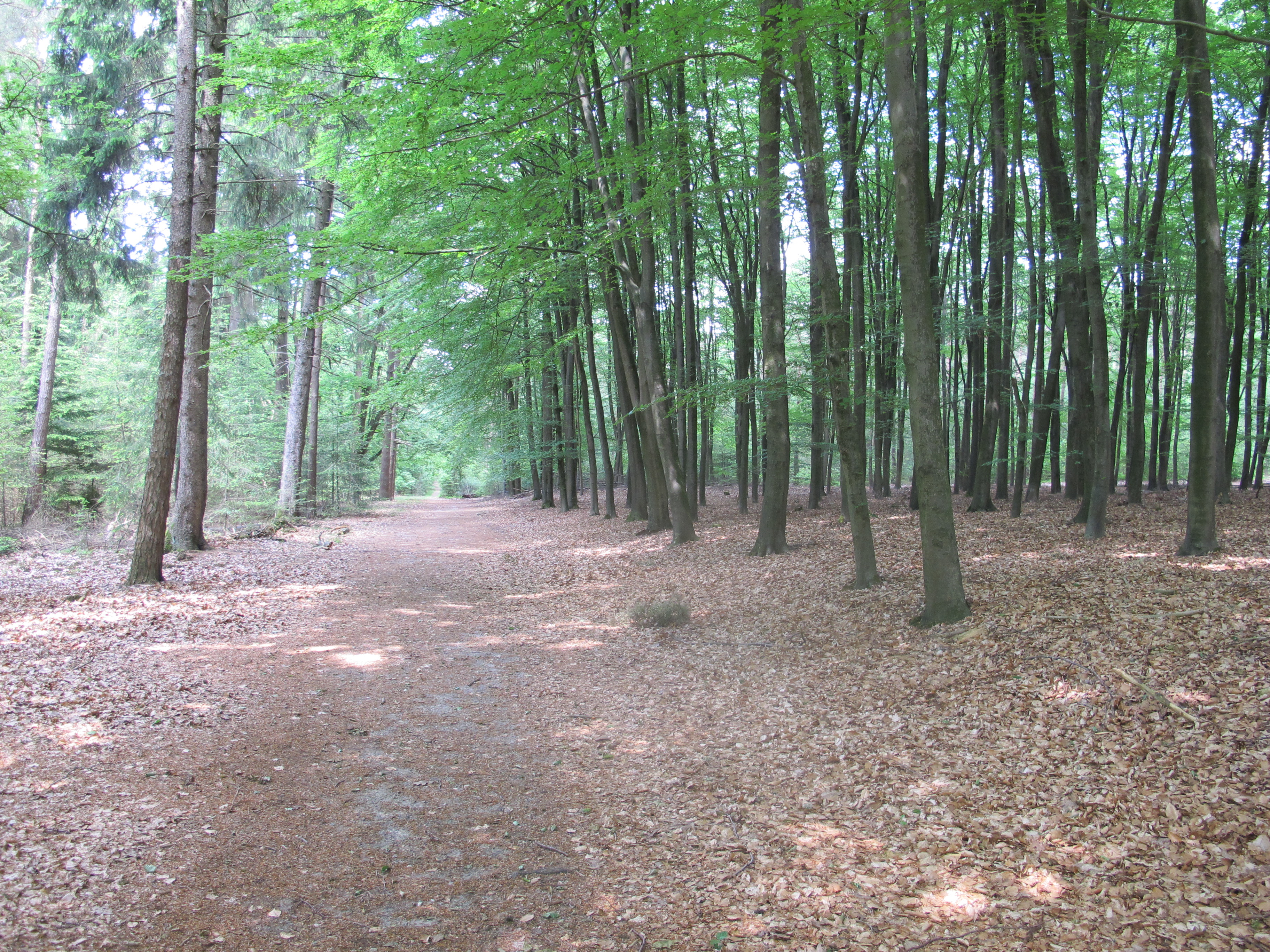 Landschap Overijssel